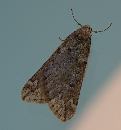 Alsophila aescularia
